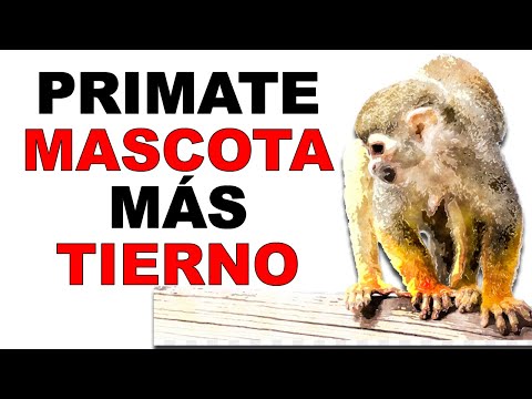 Video: ¿De qué color es un mono ardilla?