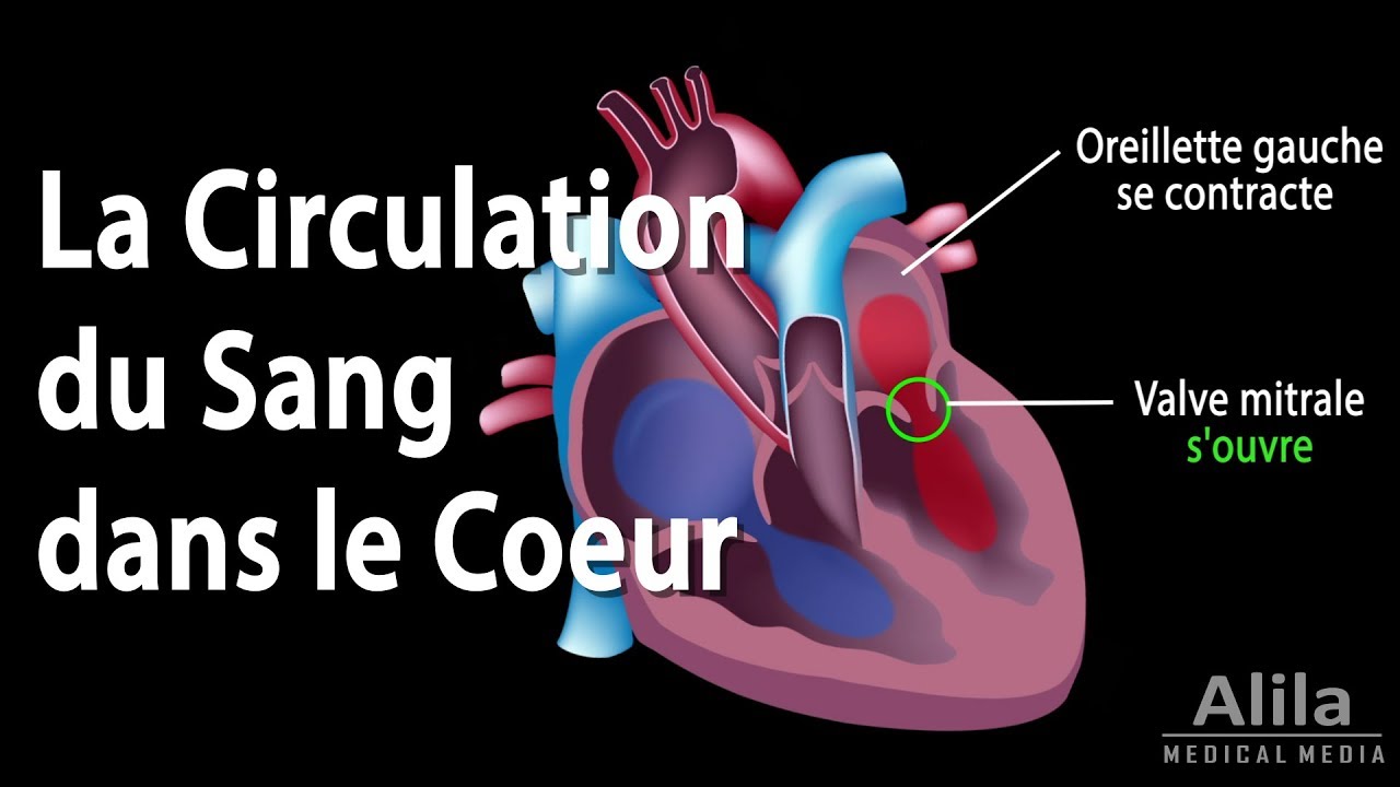 Image de Coeur Le Coeur Et La Circulation Sanguine Humaine