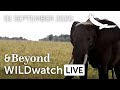 WILDwatch Live | 01 September 2020 | Morning Safari |