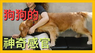 狗狗的神奇感官，包括他們如何看、聞、聽世界
