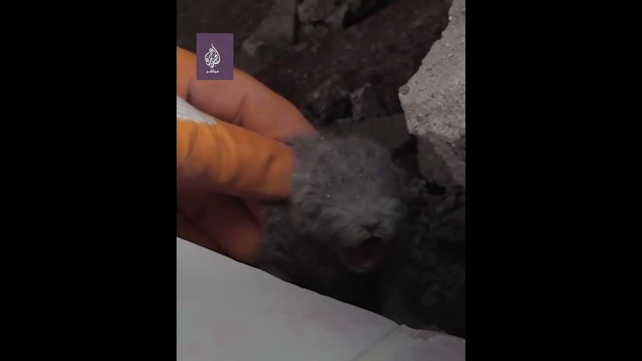إنقاذ 5 قطط صغيرة من تحت أنقاض الزلزال في تركيا 😻