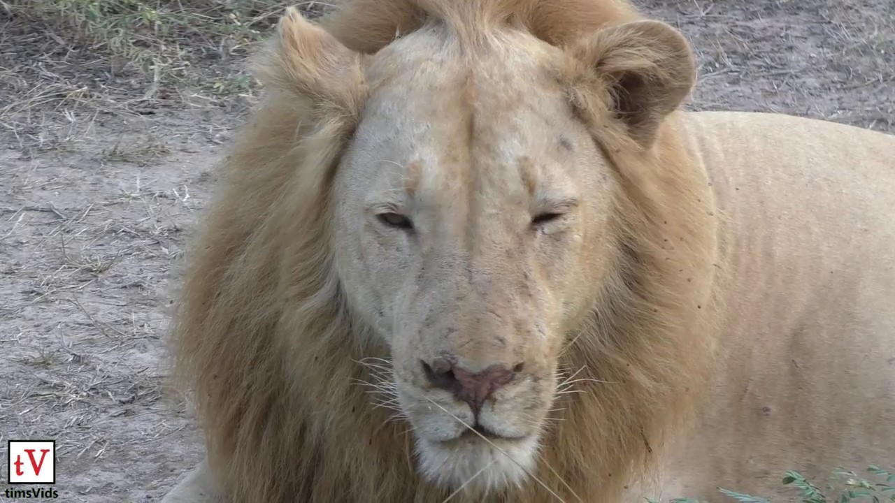 Ginger & Garlic Unique lion brothers of South Luangwa, Zambia YouTube