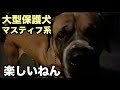 大型マスティフ系保護犬・はしゃぐようになりました【11 12日目】