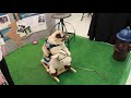 April 2018 Maryland Dogfest BFF Felix and Rocking Horse April 2018 Maryland Dogfest BFF Felix and Rocking Horse