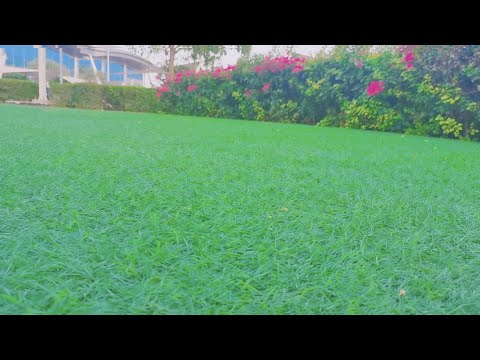 كيف تجعل  النجيل |  الثيل يكون عندك بغزاره طول الوقت واخضر طوال العام. (Bermuda Grass) اسرار المشاتل