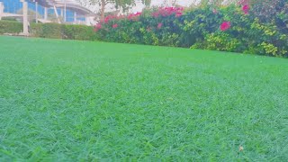 كيف تجعل  النجيل |  الثيل يكون عندك بغزاره طول الوقت واخضر طوال العام. (Bermuda Grass) اسرار المشاتل