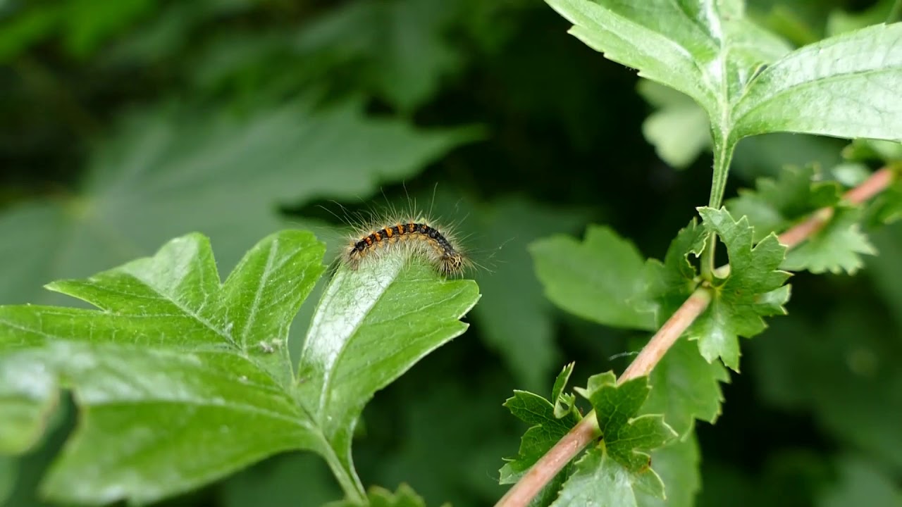 De rups van de Plakker - YouTube