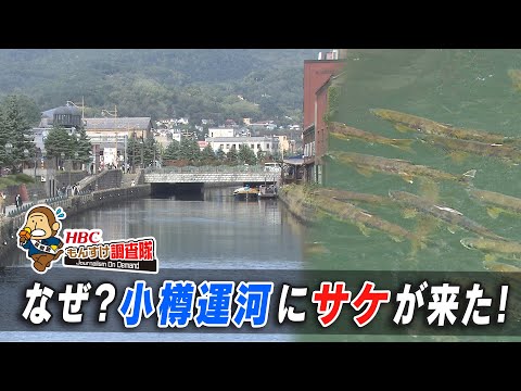 Monsuke Research Team "Salmon Run Upstream in the Otaru Canal" broadcast on October 2, 2020