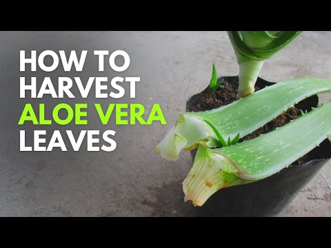 How To Cut Aloe Vera Leaves - The Clean Way