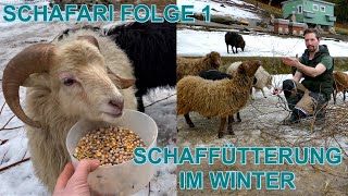 Schafe füttern im Winter, mit Abwechslung durch Zweige, Möhren und Kraftfutter  SCHAFARI Folge 1