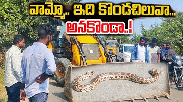 #Indian Rock python snake Rescue contact 7396969617