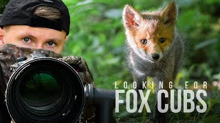 Looking for FOX CUBS | Wildlife Photography