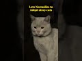 Let's Normalize to adopt stray cats #cats  #cat #shorts #shortvideo
