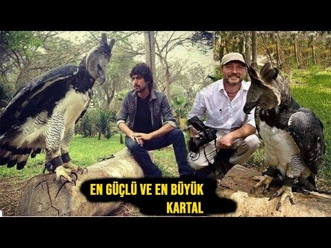 Beden Ölçüsü Neredeyse İnsanlarla Aynı // Dünyanın En Büyük ve En Güçlü Kartalları