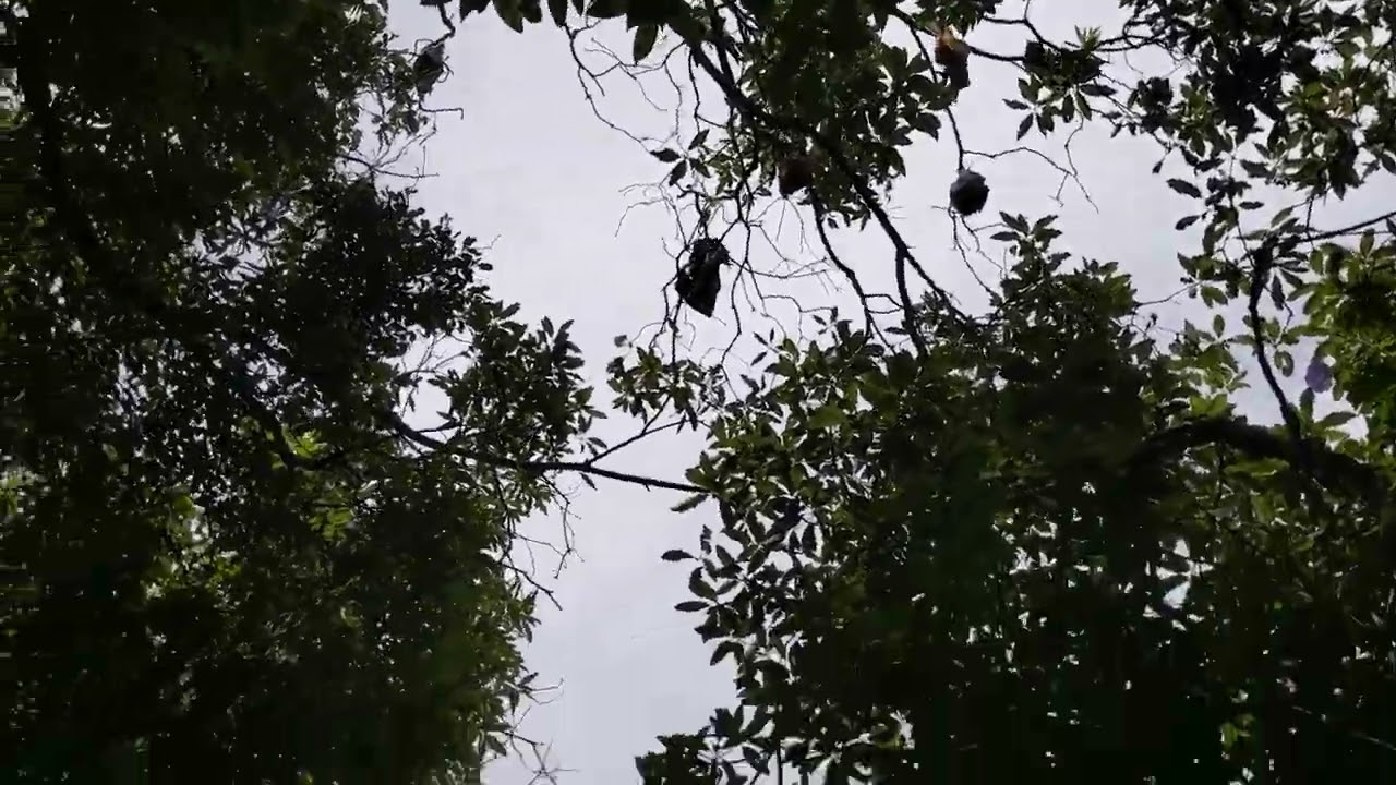 Colony in Grey Headed Flying Foxes Camp January 2022