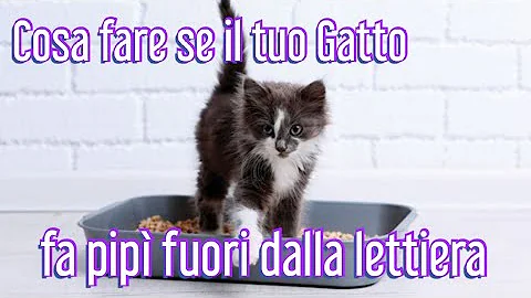 Perché il gatto fa la pipì sul pavimento?