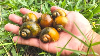 MENYERAMKAN! Berburu keong mas (keong sawah) dirawa angker!