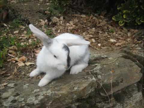 Présentation De Mon Lapin