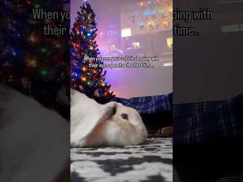did you know rabbits can sleep with their eyes open? #rabbit #funnybunny #holidayswithyoutube