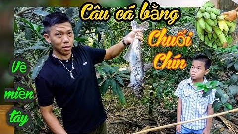 CÂU CÁ TRA bằng mồi chuối Chín thật thú vị #62| PhungNguyenFamily Cuộc Sống Việt