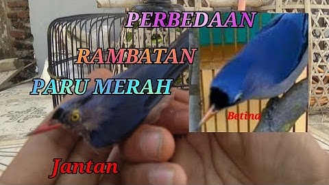 PERBEDAAN BURUNG RAMBATAN PARU MERAH JANTAN DAN BETINA