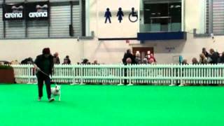 Mini Bull Terrier East Of England 2012 Judge Mr Furneaux Badlesmere Bee Witched