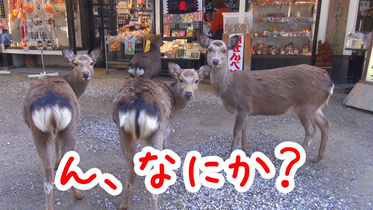奈良公園 東大寺鐘楼 二月堂 のんびり鹿さん歩 Youtube