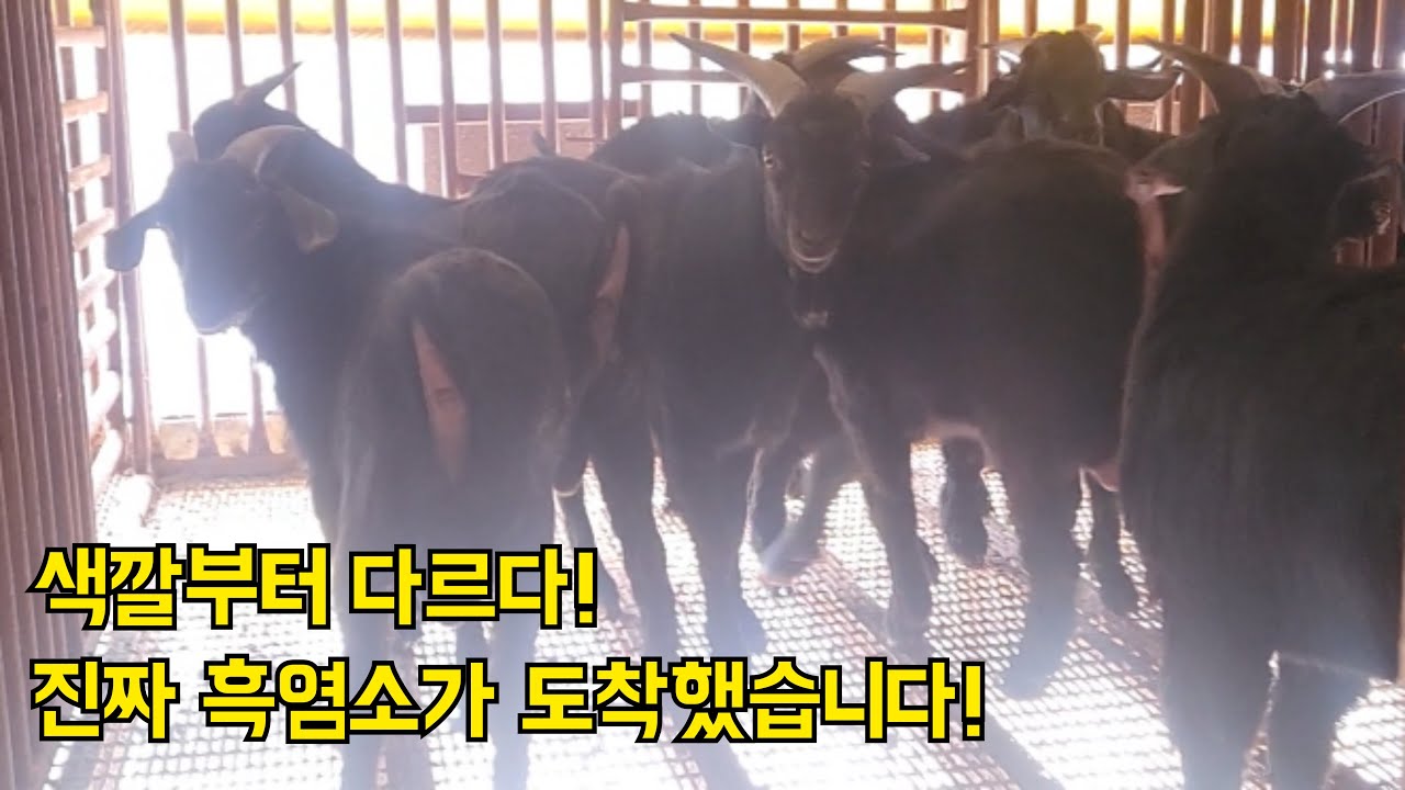 진짜 국내산만 고집! 까만 흑염소 30마리 데려왔습니다 - YouTube