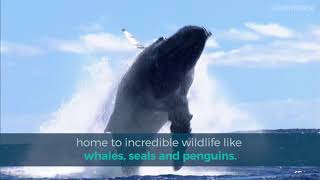Protect The Antarctic Ocean - #AntarcticOceanSanctuary