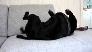 Harry Is Acting Wierd On Our Couch...