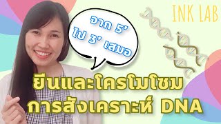 🧬โครโมโซมและสารพันธุกรรม 2 : การสังเคราะห์ DNA [Biology#10]