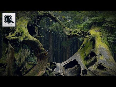 Video: Het Mysterieuze Hoya Baciu-bos In Roemenië - Alternatieve Mening