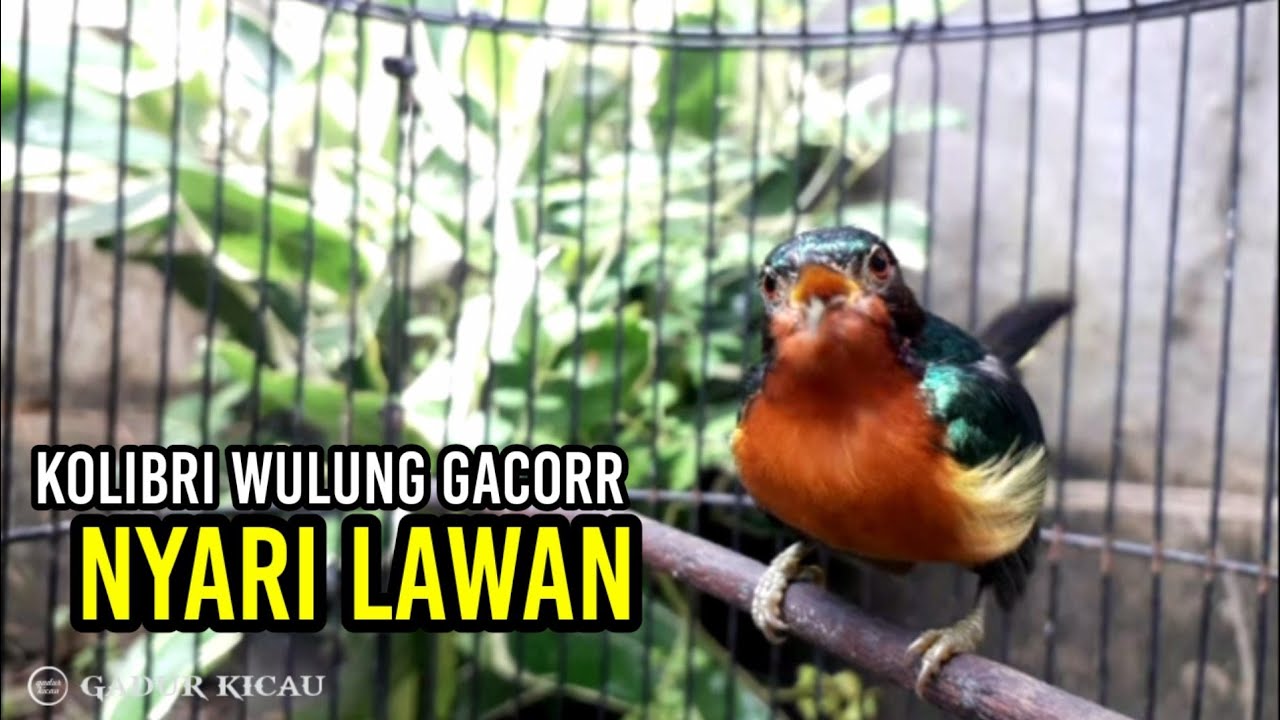 KOWUL GACOR MENCARI LAWAN