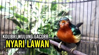 KOWUL GACOR MENCARI LAWAN