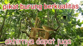 Kecial kuning#pikat burung berkualitas akhirnya dapat