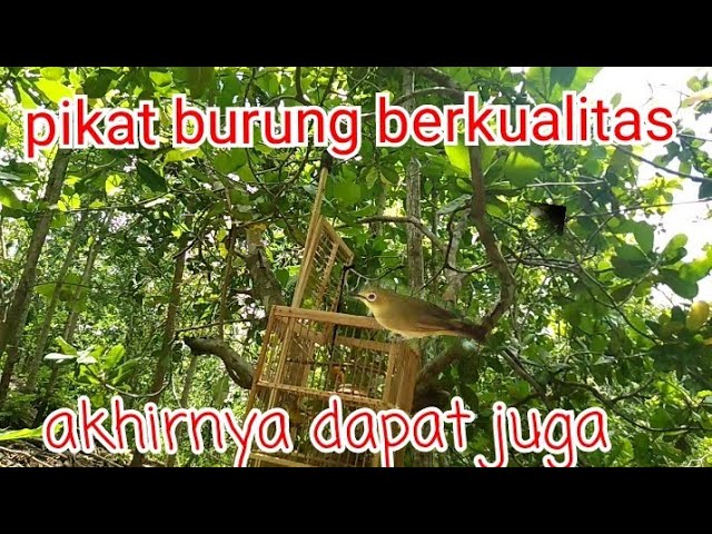 Kecial kuning#pikat burung berkualitas akhirnya dapat class=