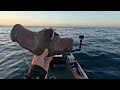 Kayak Couta fishing and evading the Shark scourge