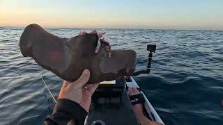 Kayak Couta fishing and evading the Shark scourge