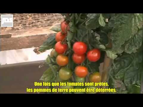 Vidéo: Qu'est-ce qu'une plante TomTato - Tomates et pommes de terre sur la même plante