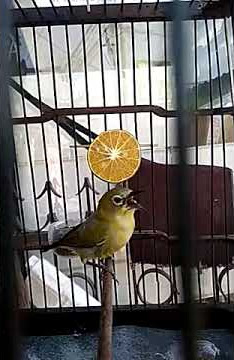 Pleci nembak mantenan