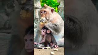 Macaque baby monkey stays awesomely with old Mom 083 #shorts