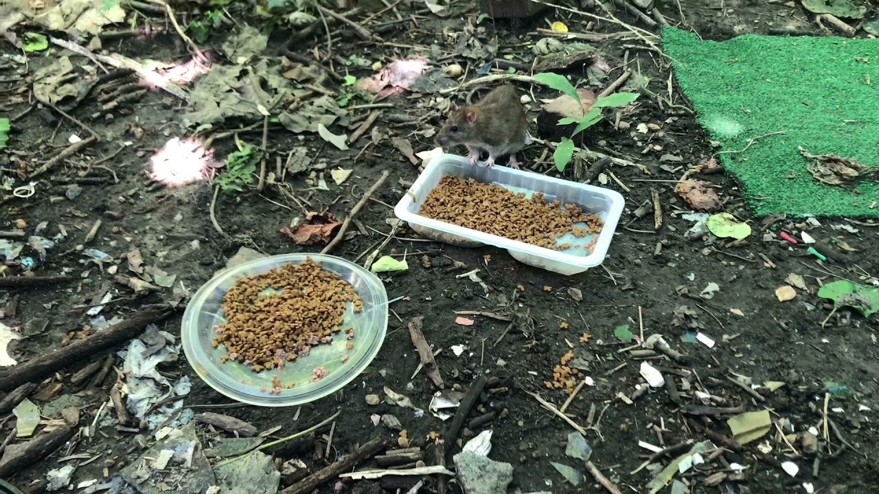 Bold rats! - YouTube