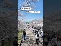【京都 × 桜速報】蹴上インクライン|4月2日🌸🌸