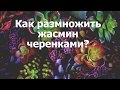 Как размножить жасмин черенками?