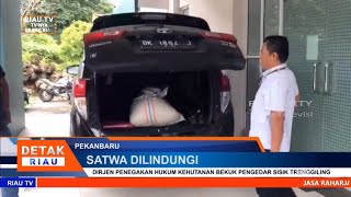 DIRJEN PENEGAKAN HUKUM KEHUTANAN BEKUK PENGEDAR SISIK TRENGGILING