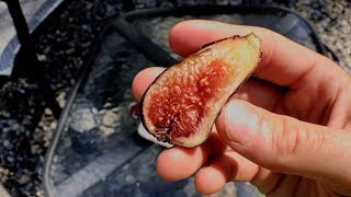 How\/When to Pick \& How to Protect Ripe Figs