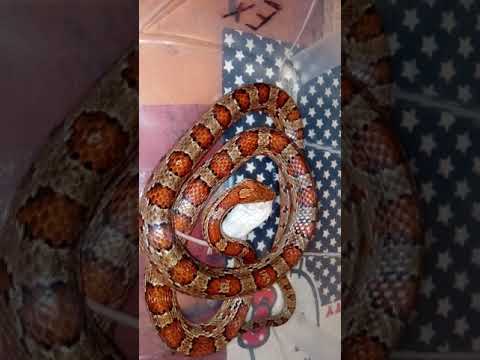 camera iphone 8 plus apk Pantherophis guttatus (elaphe guttata)