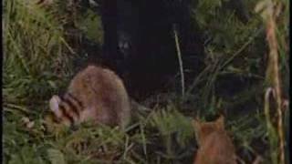 Milo and Otis part 5