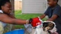 English Bulldog Rescue Houston TX