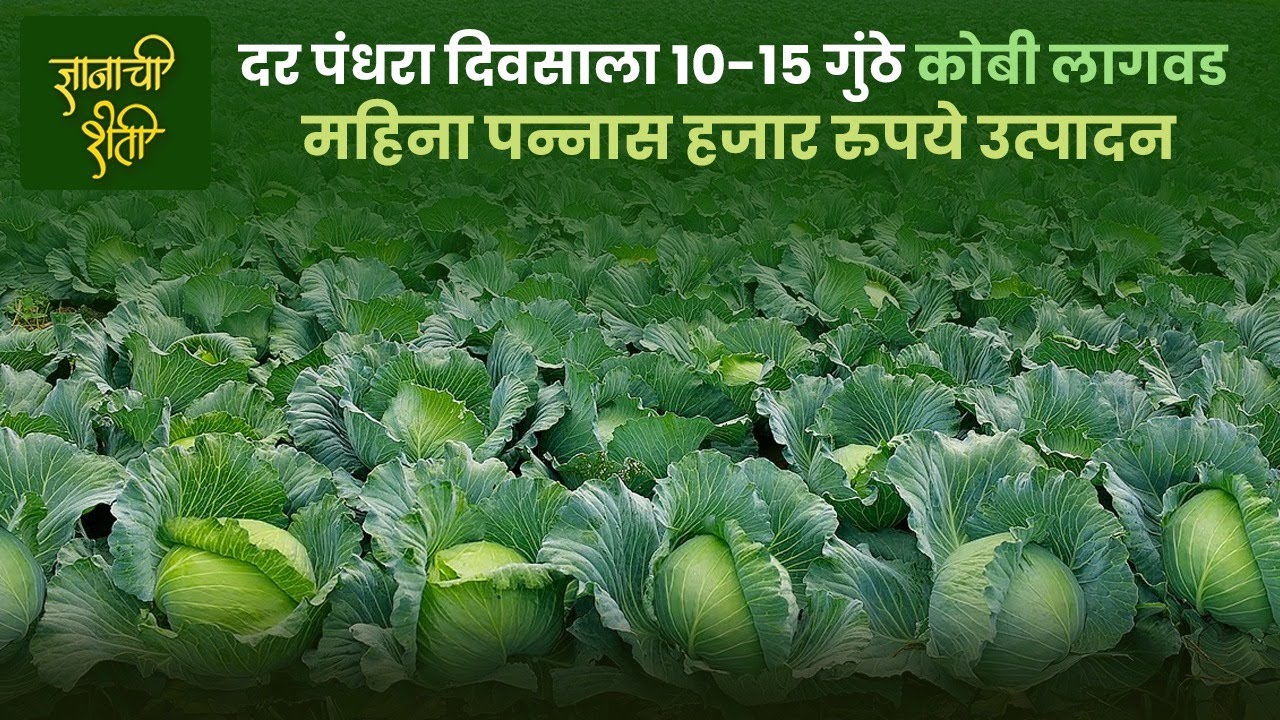 2  एकर कोबी लागवड @ स्वयंपूर्ण कुटुंब # महिन्याला 50 हजार  ₹₹₹ उत्पन्न .